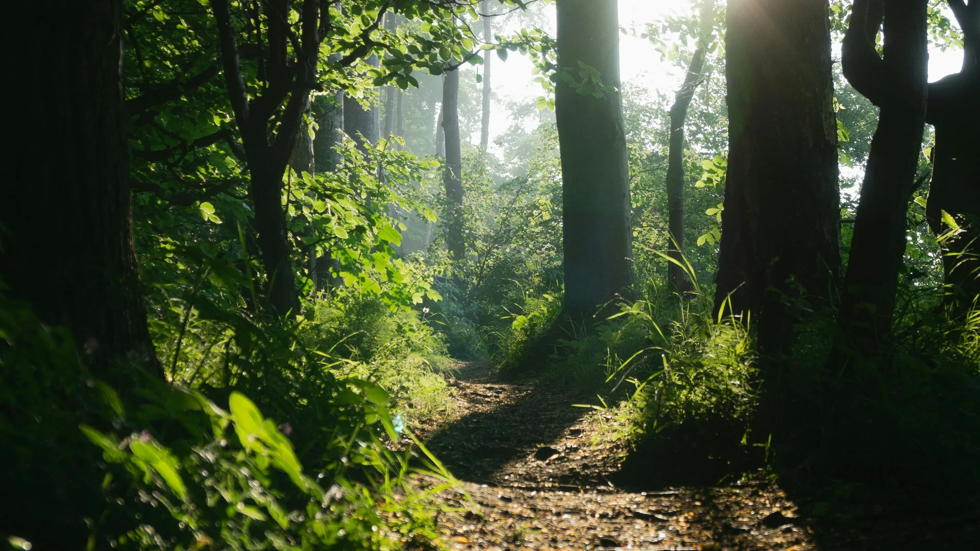 Sunlit forest path through tall trees