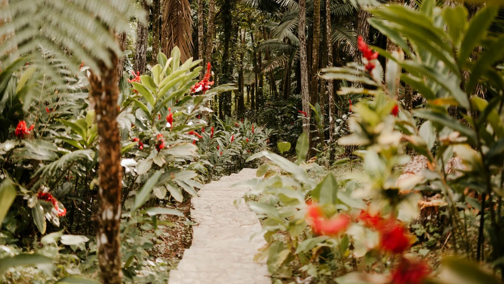 Calming therapy environment for mood support
