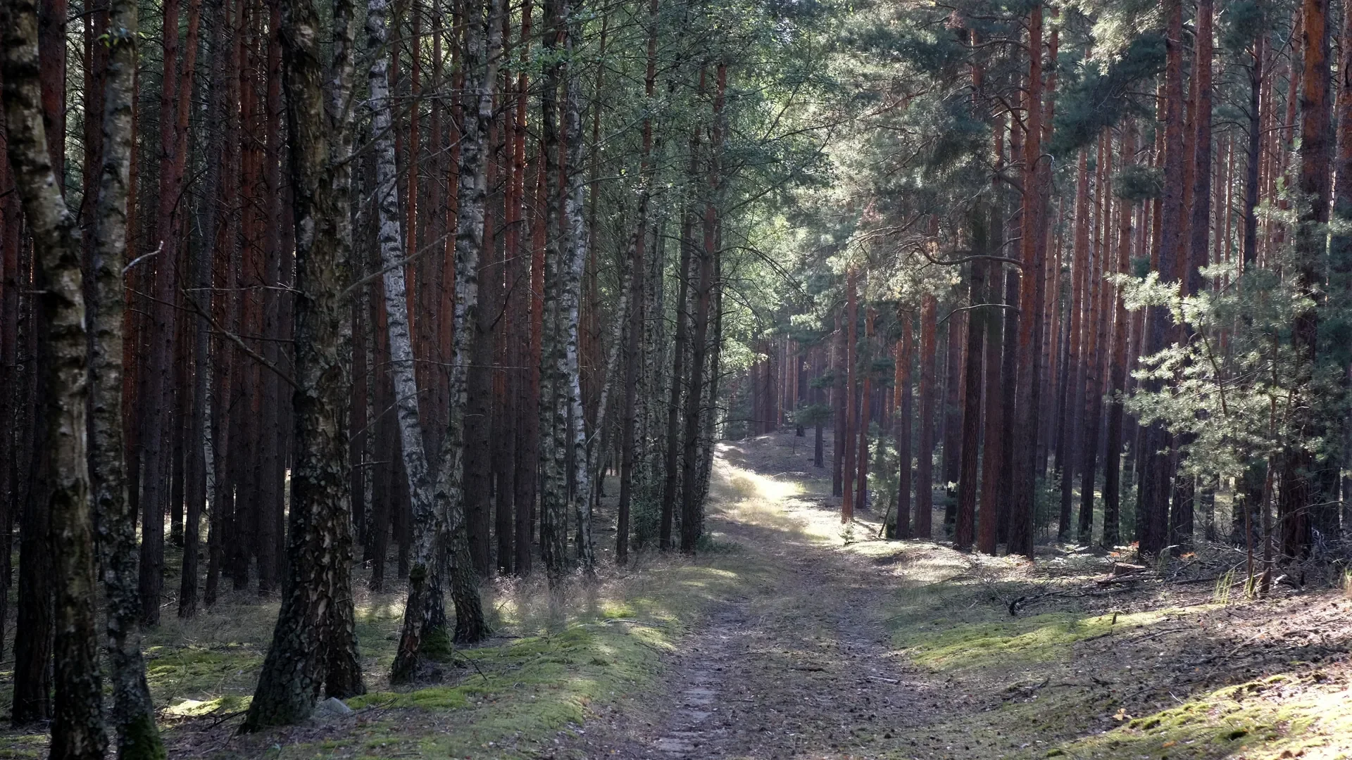 A sunlit path winding through a peaceful forest
