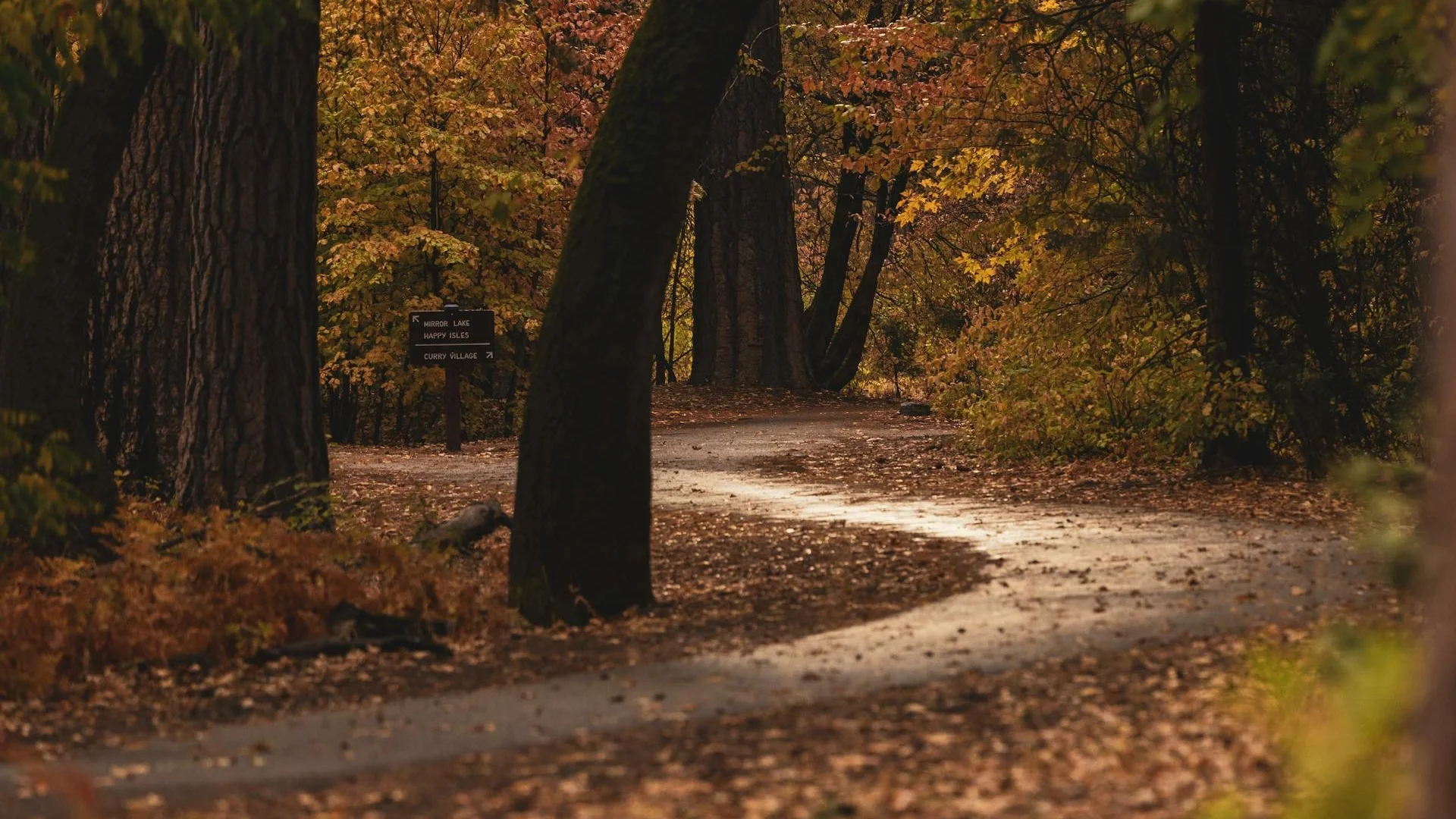 Compassionate therapy environment