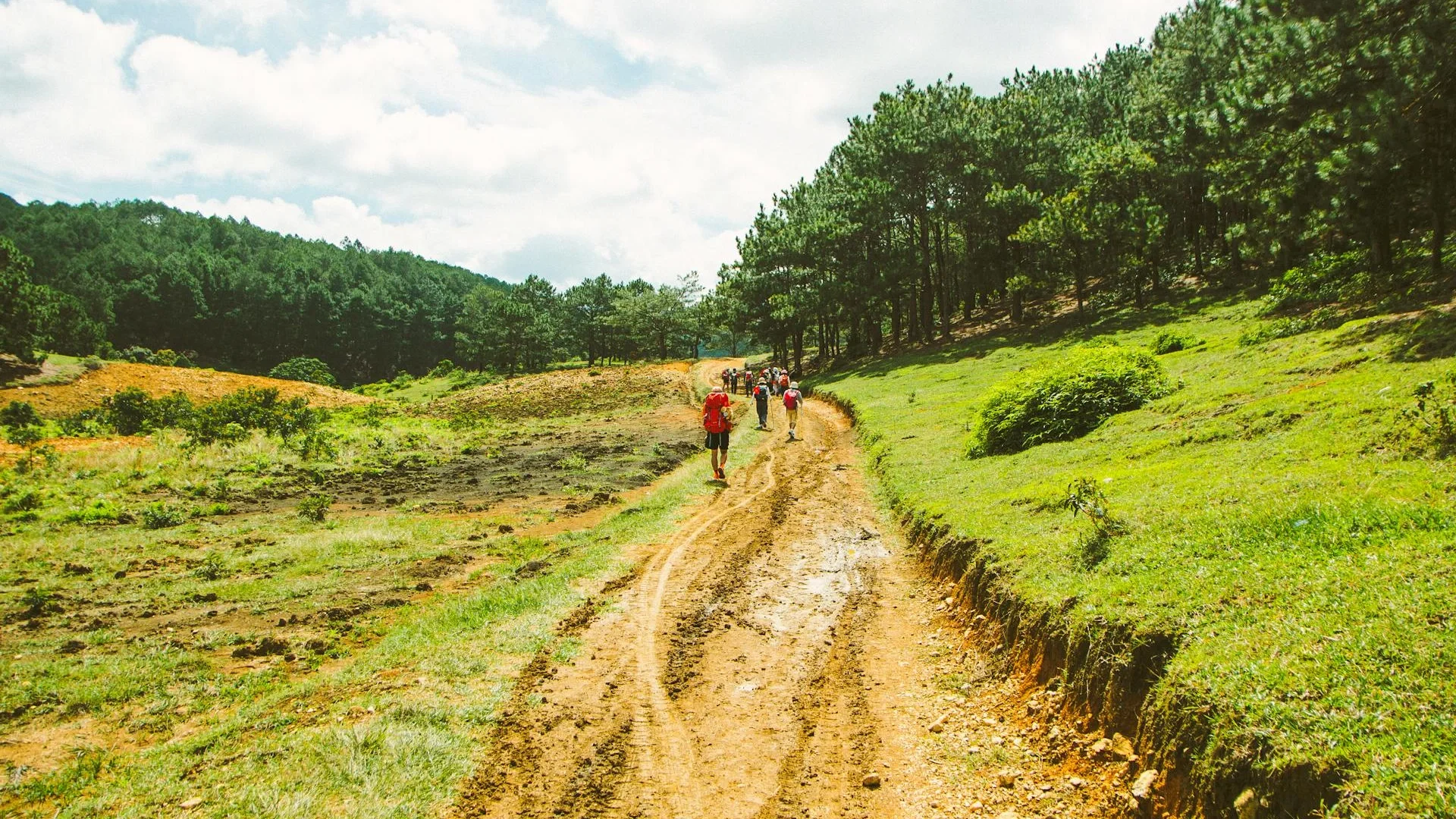 Group of hikers walking along a scenic forest trail surrounded by lush green trees
